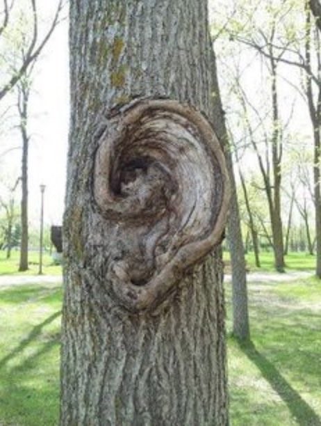 ear tree
