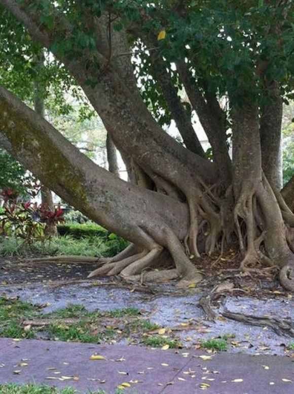 suggestive pictures of plants 12