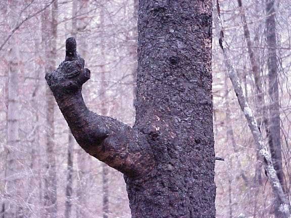suggestive pictures of plants 13