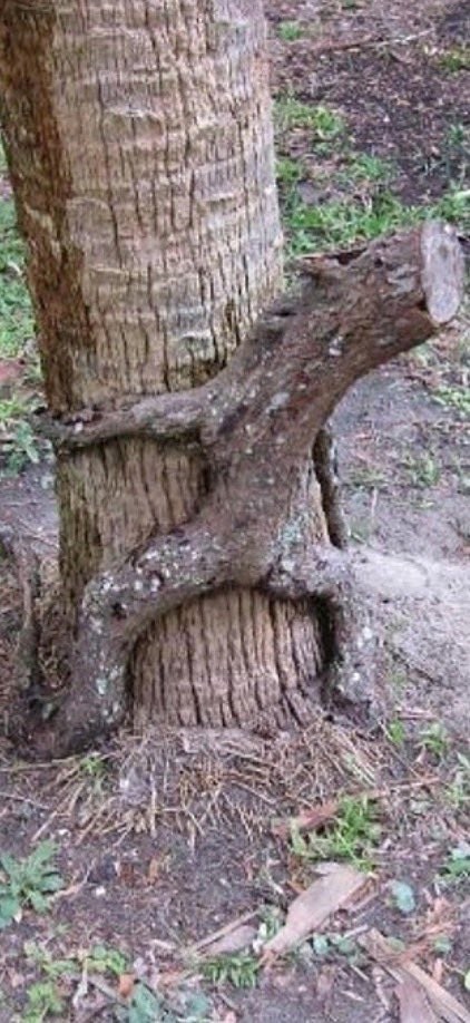 suggestive pictures of plants 2