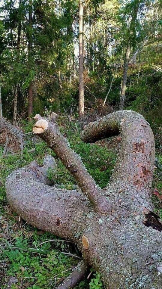 suggestive pictures of plants 3 1