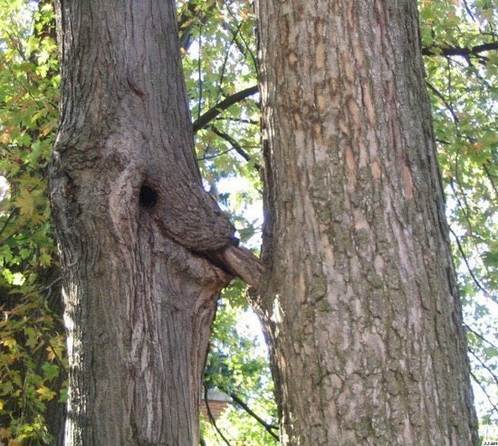 suggestive pictures of plants 4