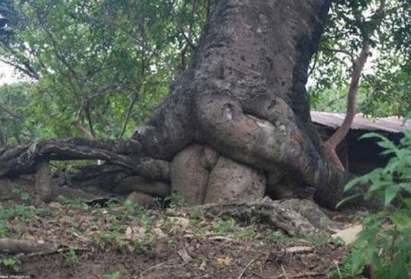 suggestive pictures of plants 5
