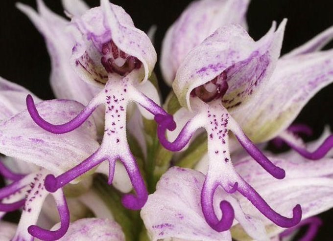 suggestive pictures of plants 9